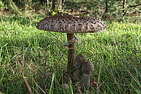 Heide Pilze 2026 (16v16) - Bernhard Saalfeld - Lichtbildkunst
